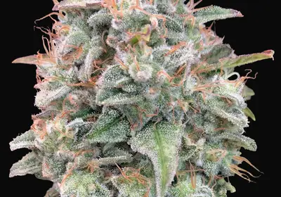 Auto Banana Cookies