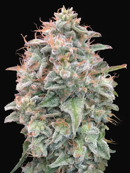 Auto Banana Cookies