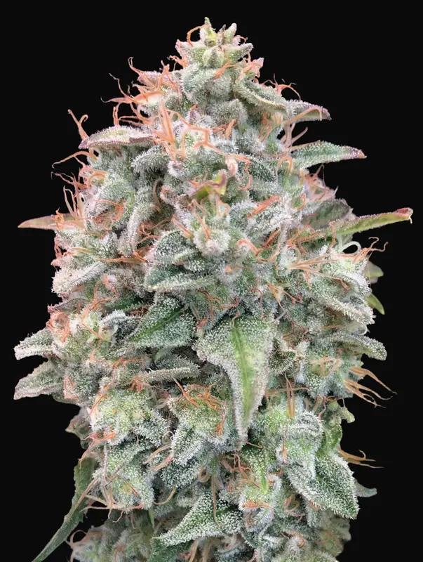 Auto Banana Cookies