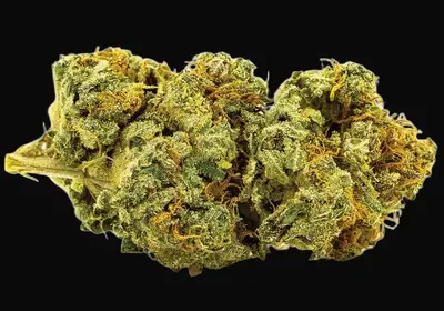 Auto Banana Monkey