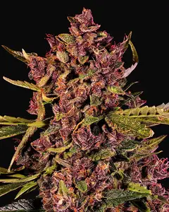 Auto Berry