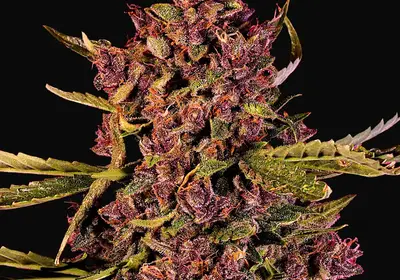 Auto Berry