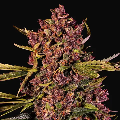 Auto Berry