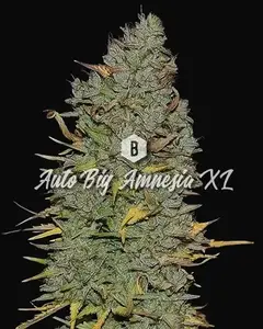 Auto Big Amnesia XL