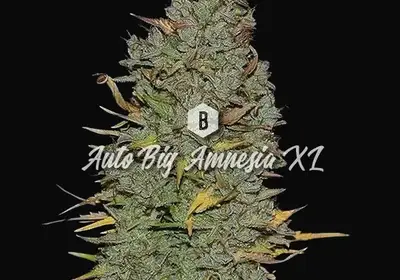 Auto Big Amnesia XL