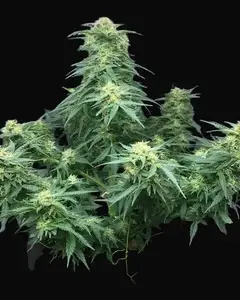 Auto Big Gelato