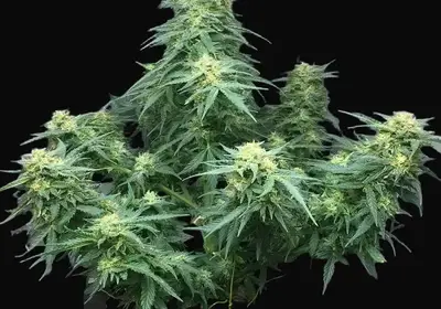 Auto Big Gelato