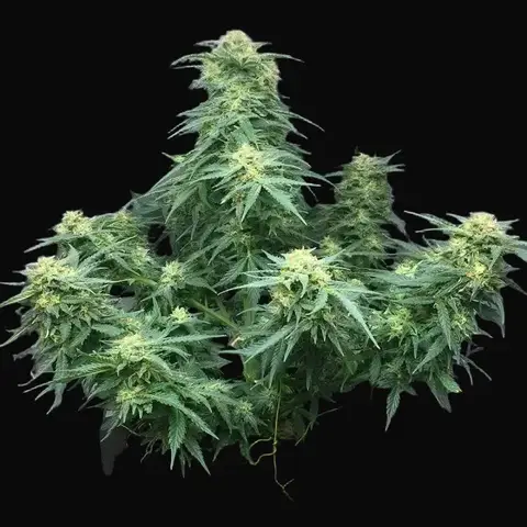 Auto Big Gelato