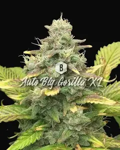Auto Big Gorilla XL