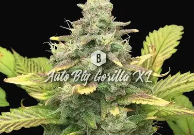 Auto Big Gorilla XL