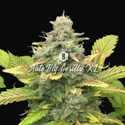 Auto Big Gorilla XL