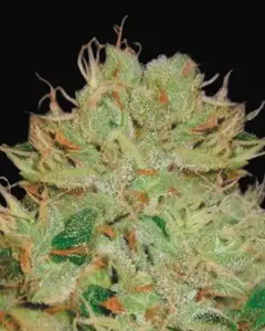 Auto Bigger Bud
