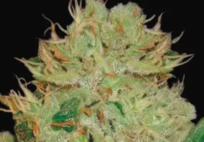Auto Bigger Bud