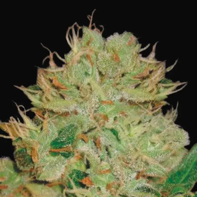 Auto Bigger Bud