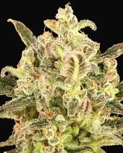 Auto BioDiesel Mass XXL