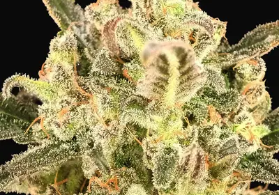 Auto BioDiesel Mass XXL
