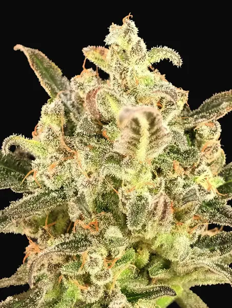 Auto BioDiesel Mass XXL