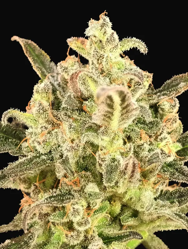Auto BioDiesel Mass XXL