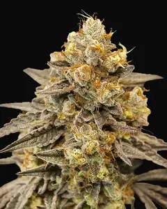 Auto Biscotti Zkittlez