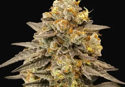 Auto Biscotti Zkittlez