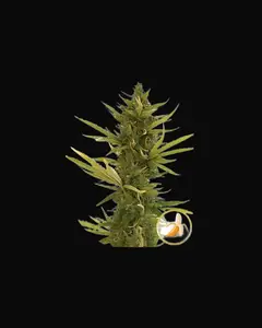Auto Black Banana