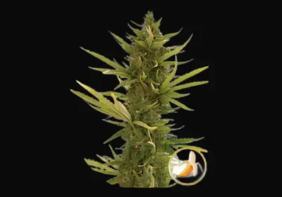 Auto Black Banana