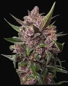 Auto Blackberry Kush