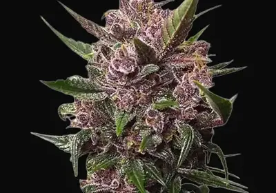 Auto Blackberry Kush