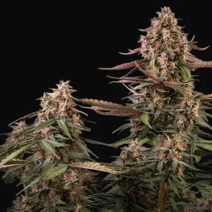 Auto Blackberry Kush — zdjęcie 2