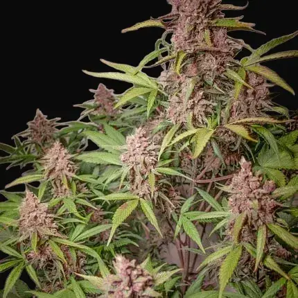 Auto Blackberry Kush — zdjęcie 3