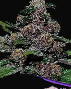 Auto Blackberry Moonrocks