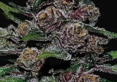 Auto Blackberry Moonrocks