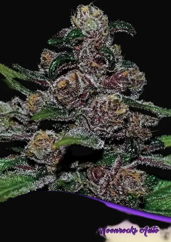 Auto Blackberry Moonrocks