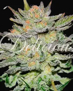 Auto Blue Ace CBD
