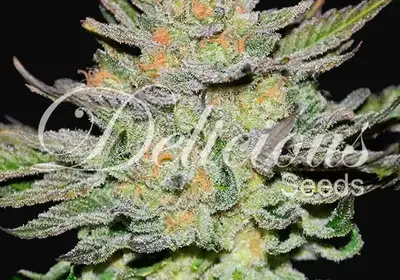 Auto Blue Ace CBD
