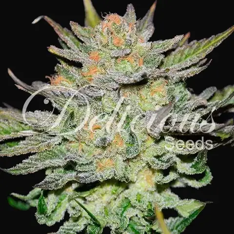 Auto Blue Ace CBD