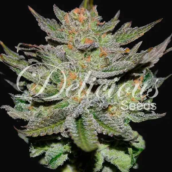 Auto Blue Ace CBD — zdjęcie 2