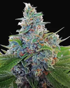 Auto Blue Amnesia