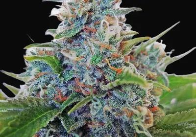 Auto Blue Amnesia