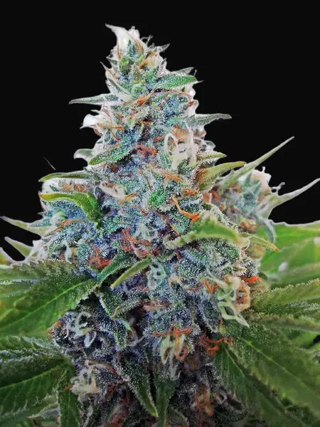 Auto Blue Amnesia