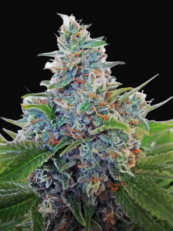 Auto Blue Amnesia