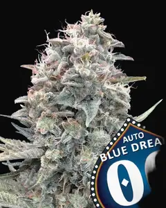 Auto Blue Dream