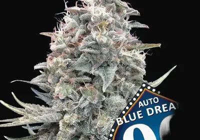 Auto Blue Dream