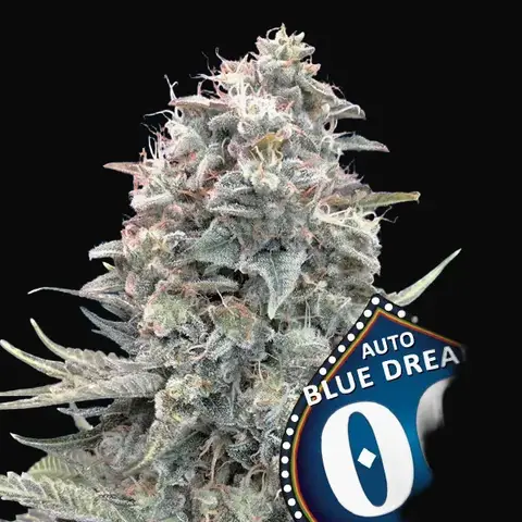 Auto Blue Dream