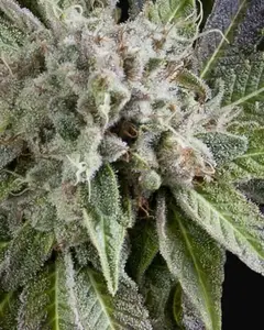 Auto Blue