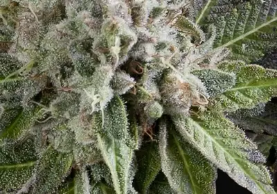 Auto Blue