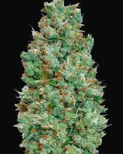 Auto Blueberry