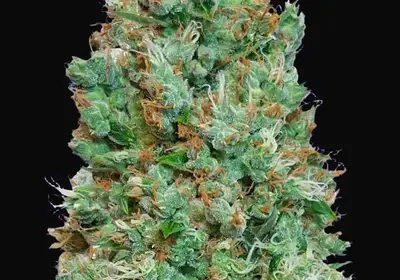 Auto Blueberry