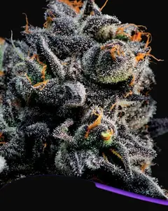 Auto Blueberry Banana