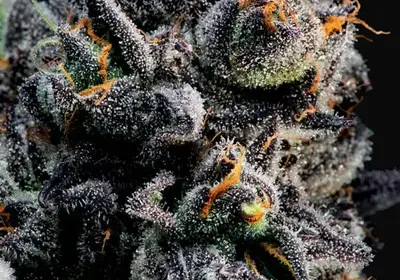 Auto Blueberry Banana